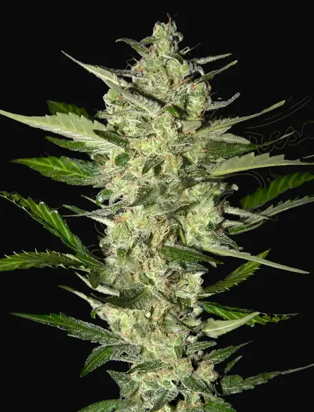 Flowerbomb Kush