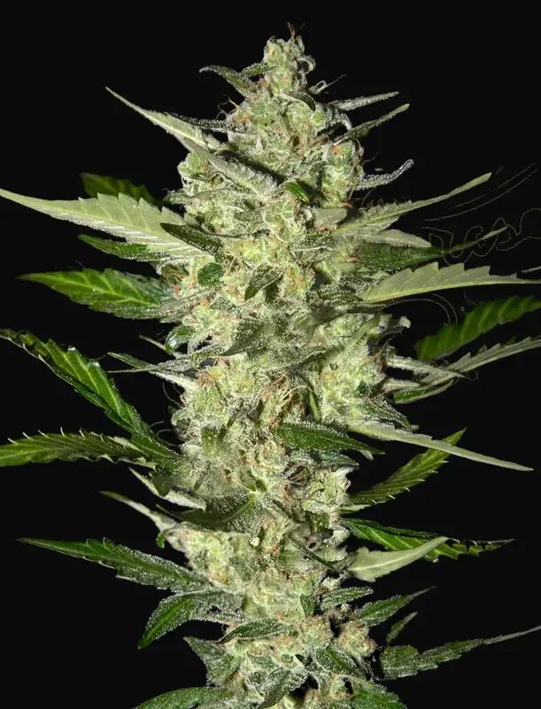 Flowerbomb Kush