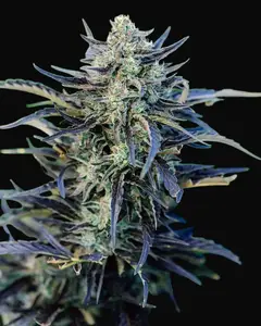 Fog Dog Auto