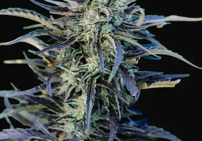 Fog Dog Auto