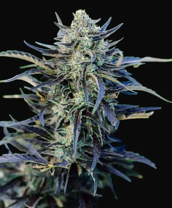 Fog Dog Auto