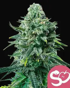 Forbidden Fruit
