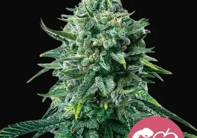 Forbidden Fruit