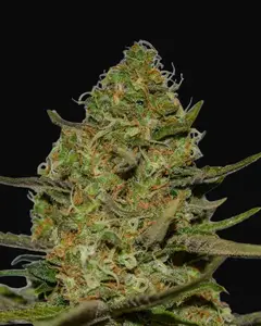 Forbidden Fruit x Spritzer
