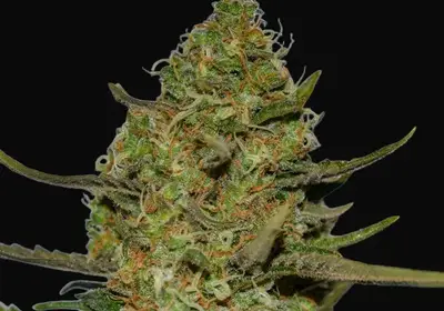 Forbidden Fruit x Spritzer