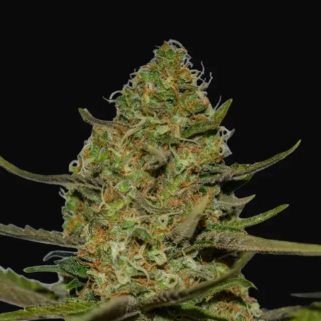 Forbidden Fruit x Spritzer
