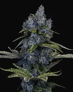 Forgotten Cookies Auto