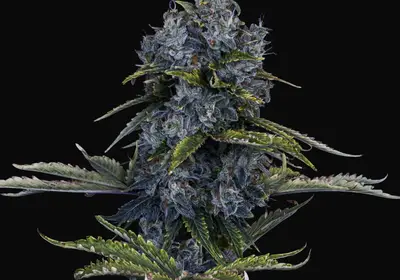 Forgotten Cookies Auto