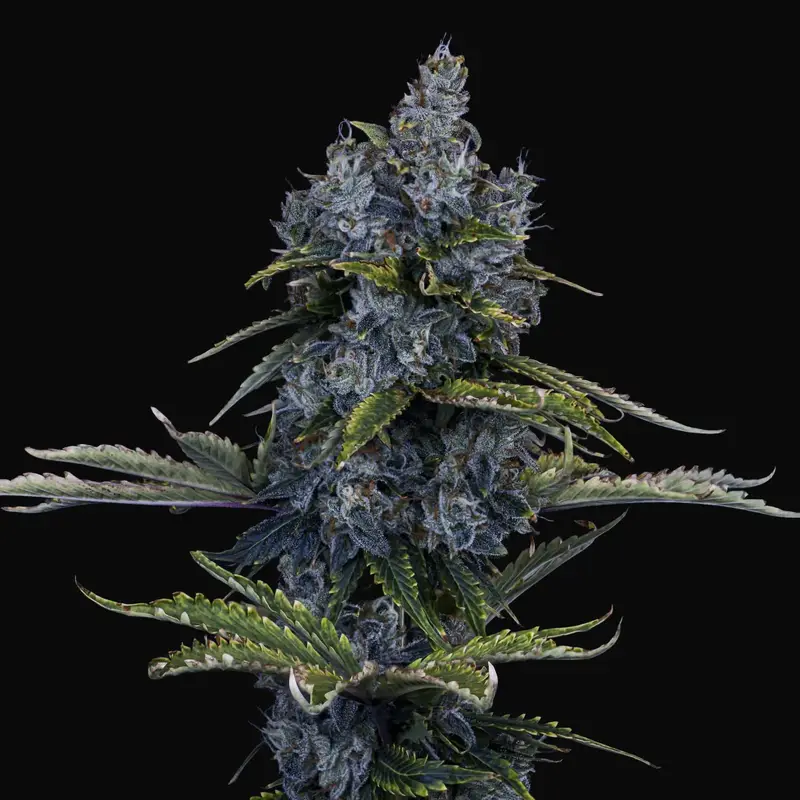 Forgotten Cookies Auto