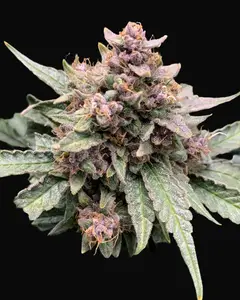 Forgotten Strawberries Auto