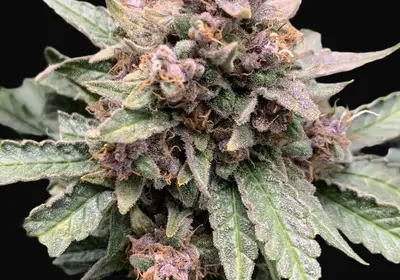 Forgotten Strawberries Auto