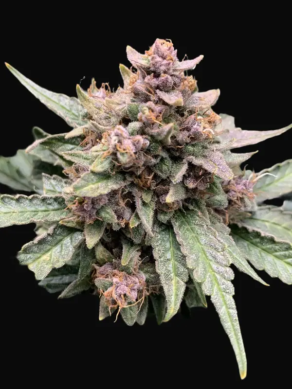Forgotten Strawberries Auto