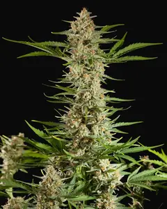 Fraggle Skunk Auto