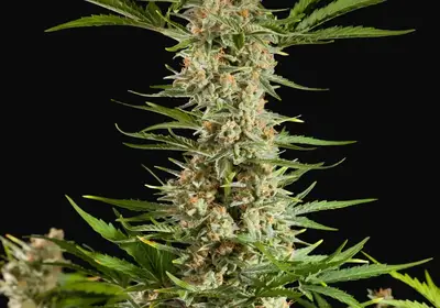 Fraggle Skunk Auto