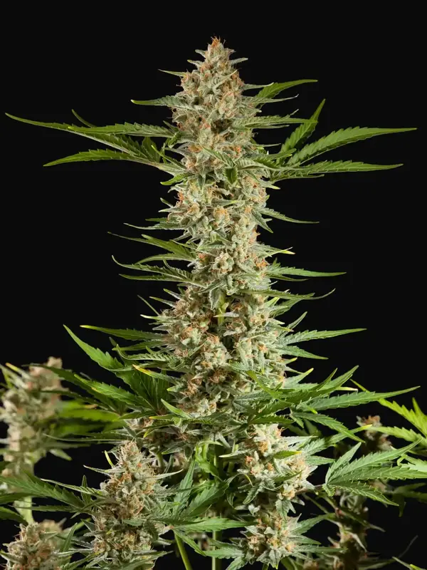 Fraggle Skunk Auto