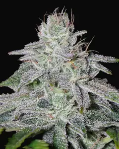 Franco's Lemon Cheese