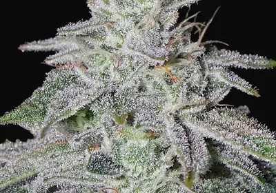 Franco's Lemon Cheese