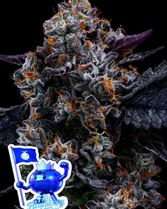 Free Blueberry Nation