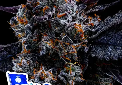 Free Blueberry Nation
