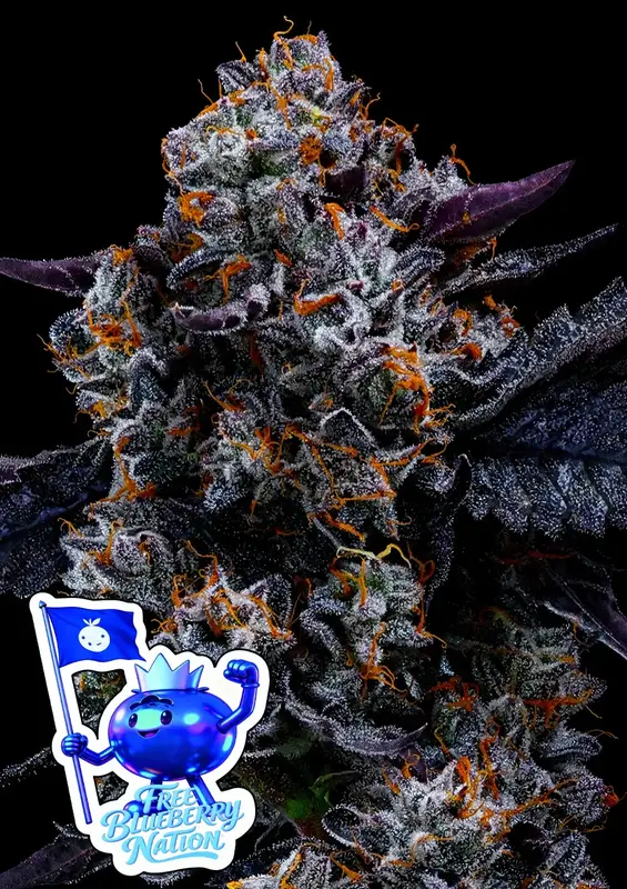 Free Blueberry Nation