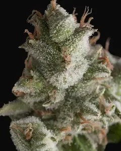 Fresh Candy