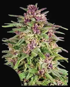 Frisian Dew