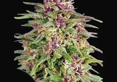 Frisian Dew