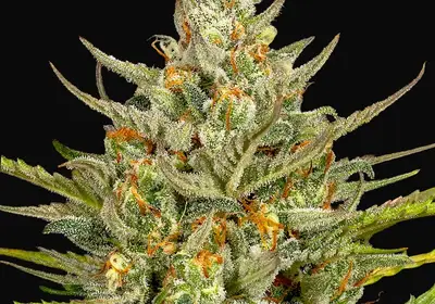 Fro-Yo Auto