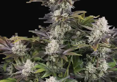 Frostbanger Auto