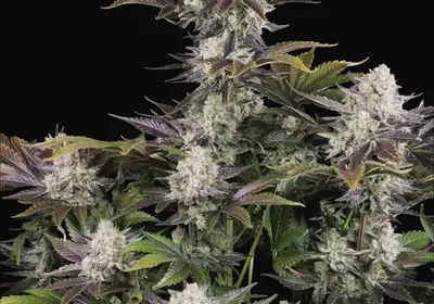 Frostbanger Auto