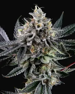 Frosted Biscotti Auto
