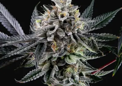 Frosted Biscotti Auto