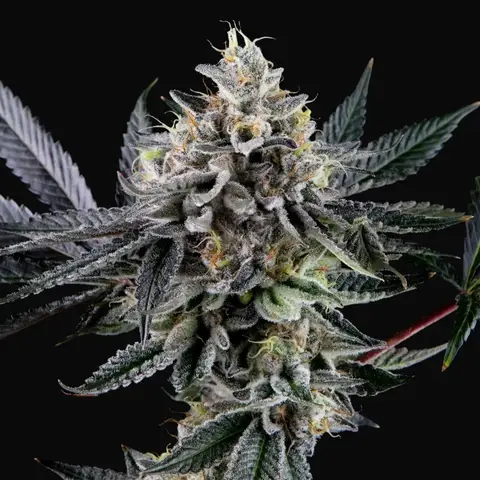 Frosted Biscotti Auto