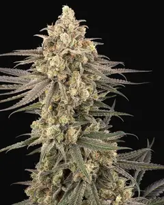 Frosted Grapes XXL Feminized