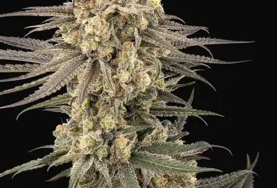 Frosted Grapes XXL Feminized