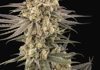 Frosted Grapes XXL Feminized