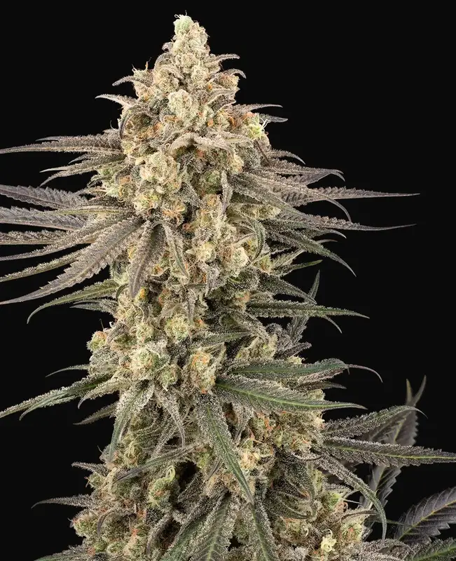Frosted Grapes XXL Feminized