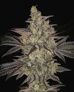 Frosted Guava Auto