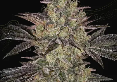 Frosted Guava Auto