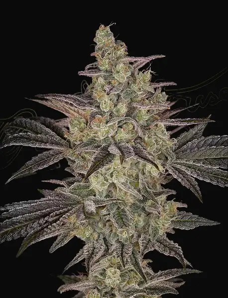 Frosted Guava Auto