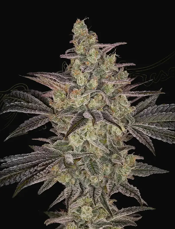 Frosted Guava Auto