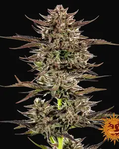 Frosted Zinn x 3 Bears OG Auto