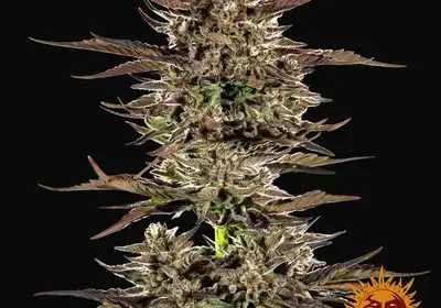 Frosted Zinn x 3 Bears OG Auto