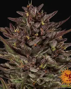 Frosted Zinn x Cookie Dog Auto