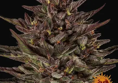 Frosted Zinn x Cookie Dog Auto