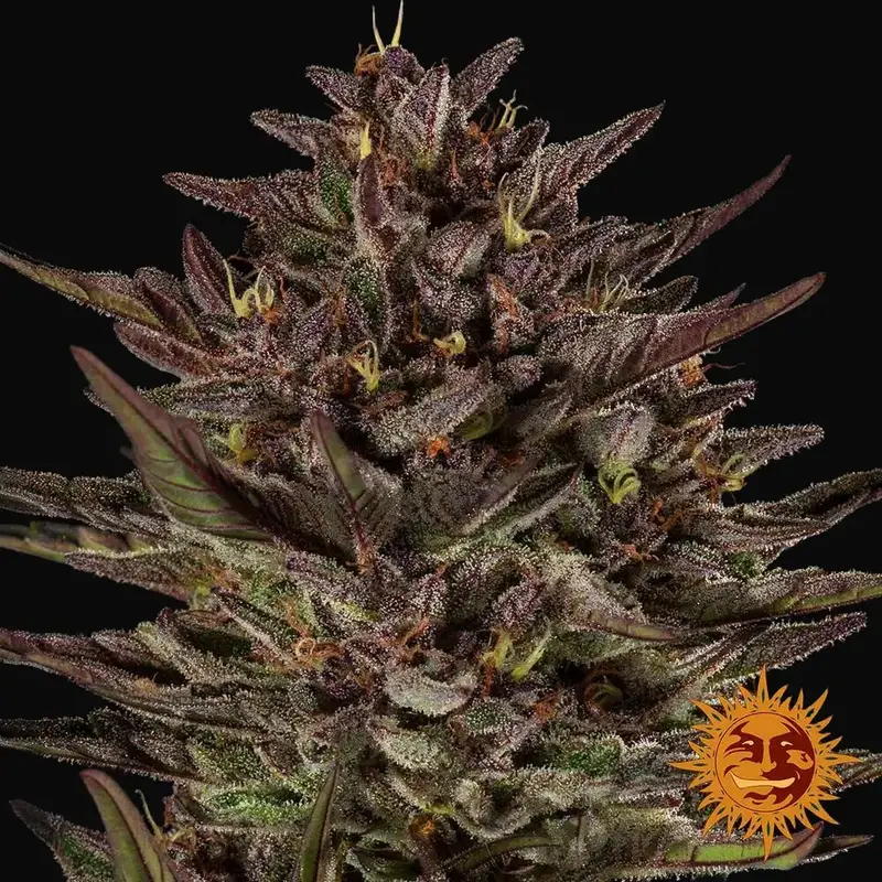 Frosted Zinn x Cookie Dog Auto