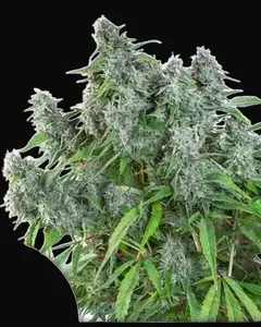 Frosty Friday