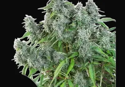 Frosty Friday