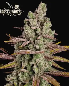 Frosty Tooth