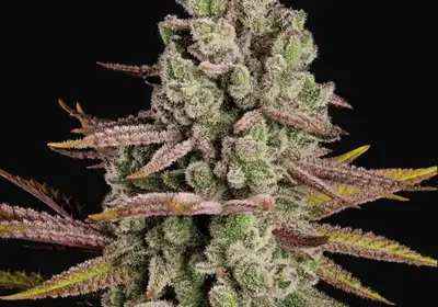 Frosty Tooth